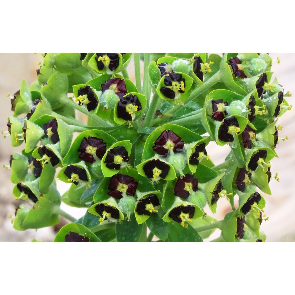 Euforbio mediterráneo Black Pearl - Euphorbia characias