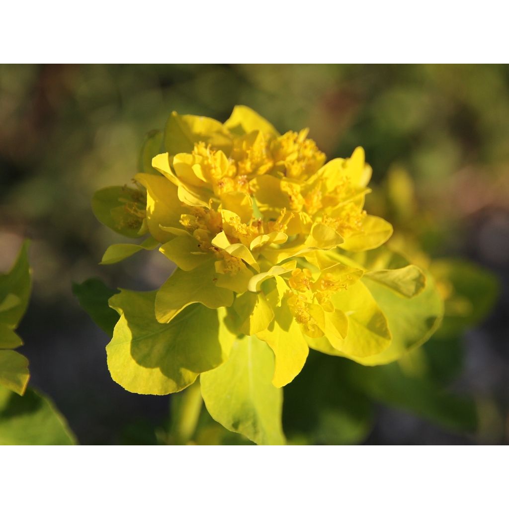 Euphorbia polychroma - Lechetrezna