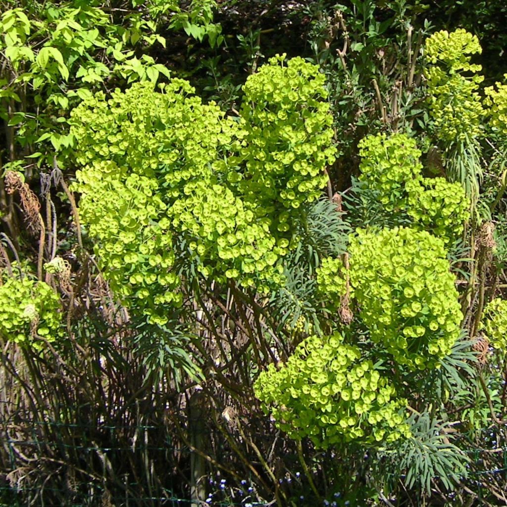 Euforbio mediterráneo - Euphorbia characias