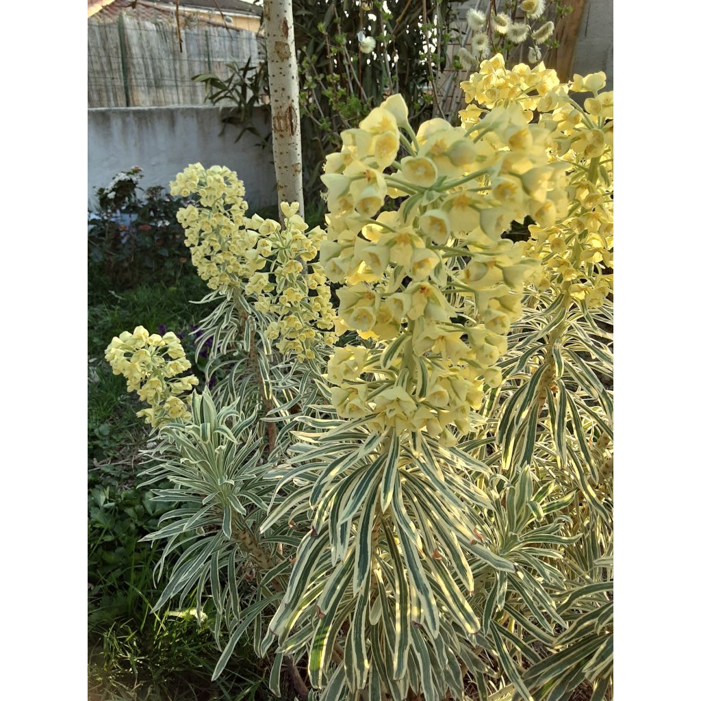 Euforbio mediterráneo Tasmanian tiger - Euphorbia characias