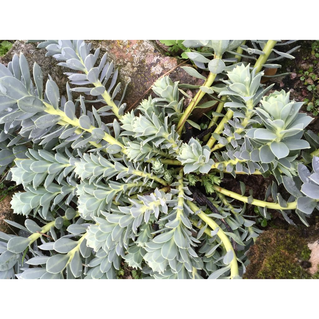 Euphorbia myrsinites - Euforbia de hoja de mirto
