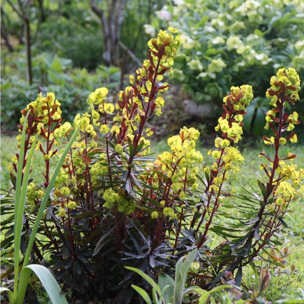 Euforbio - Euphorbia amygdaloides Purpurea