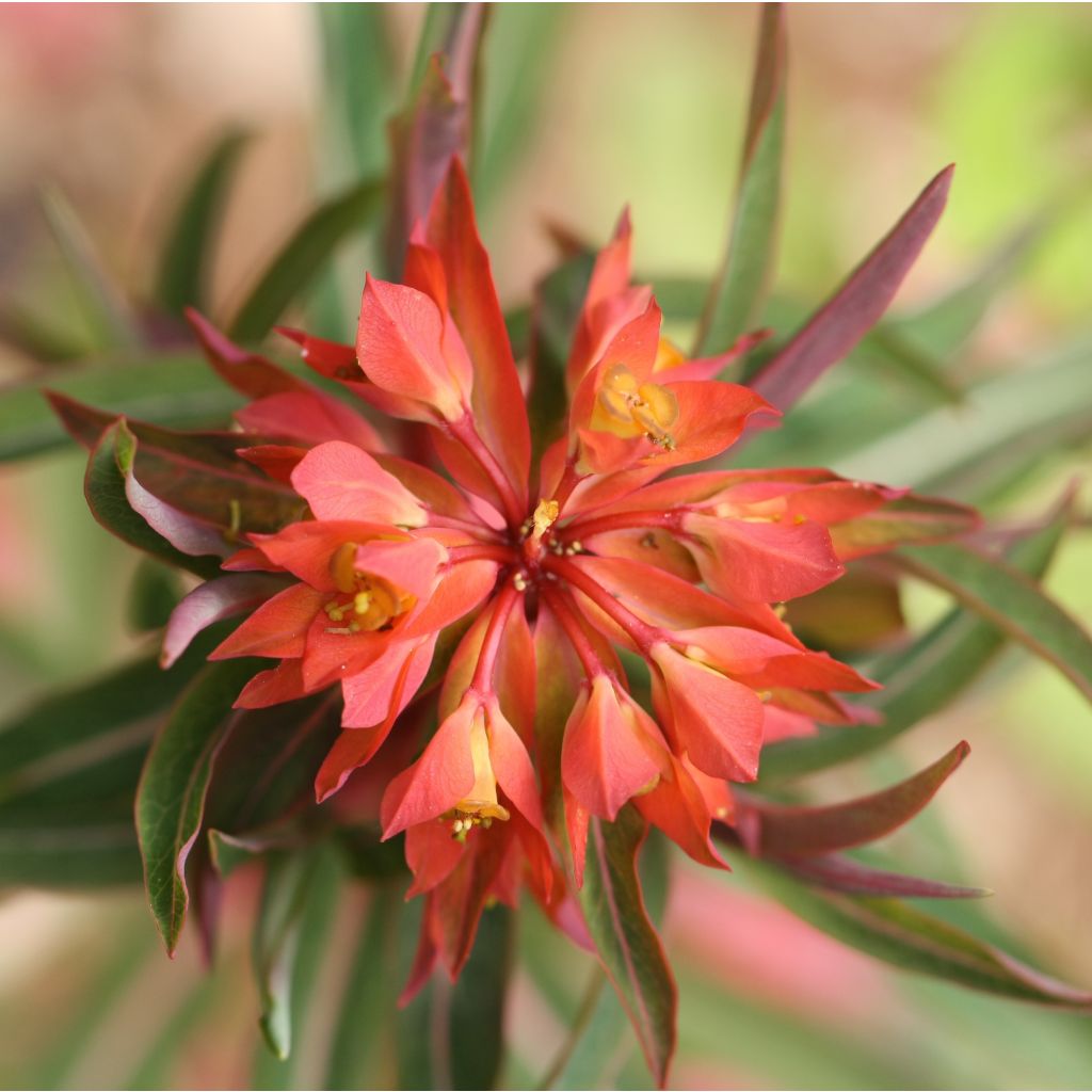 Euphorbia griffithii Fireglow - Lechetrezna de Griffith