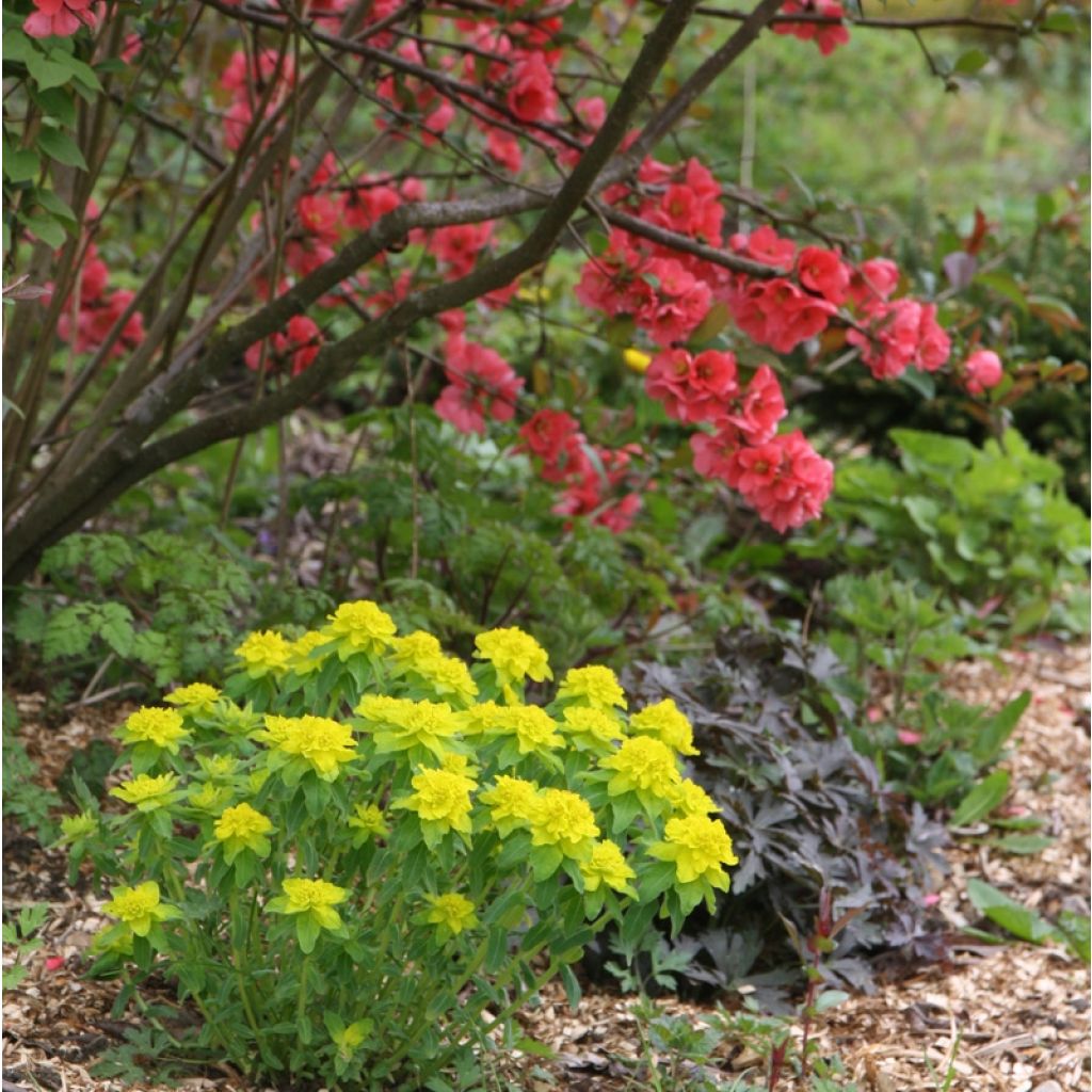 Euphorbia polychroma - Lechetrezna