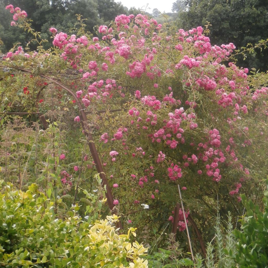 Rosal Excelsa - Rosal trepador
