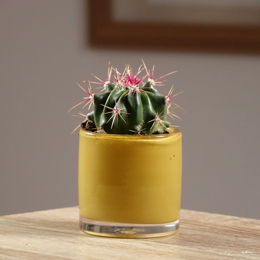 Ferocactus latispinus - Ferocacto