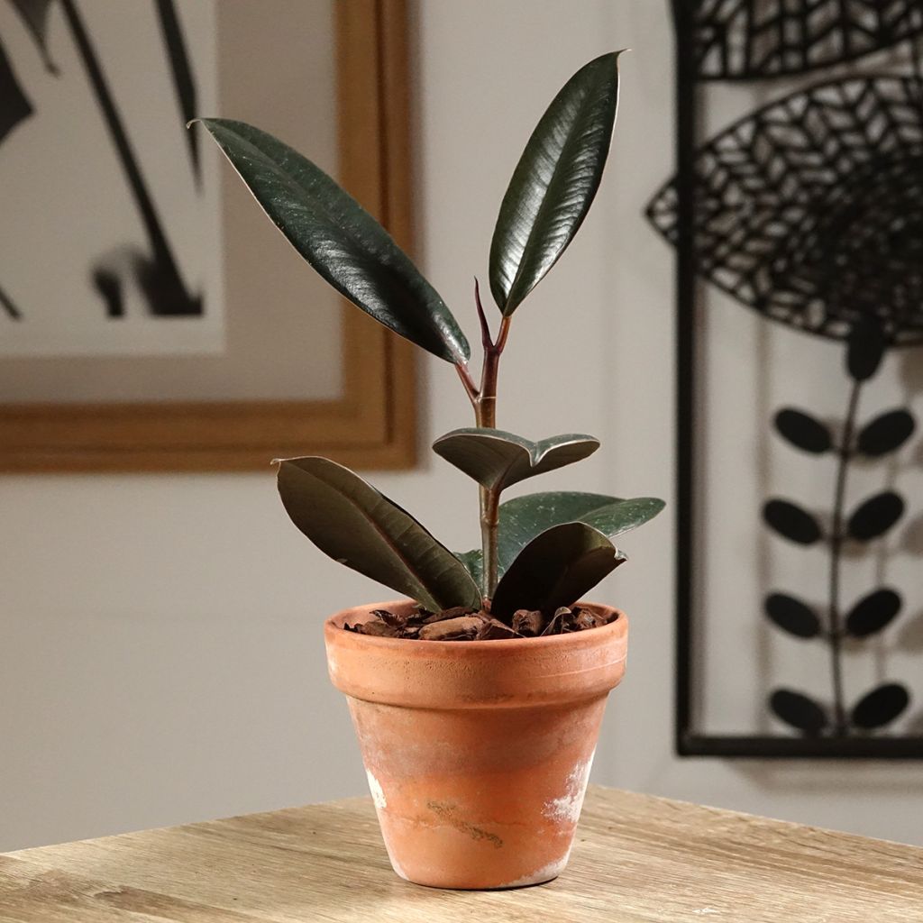 Ficus Abidjan - Ficus elástica