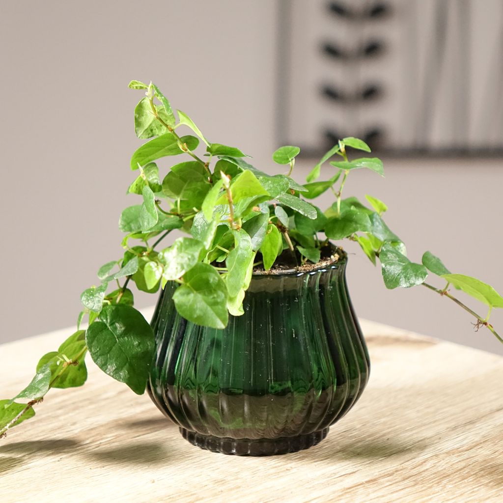 Ficus pumila Arina - Ficus repens