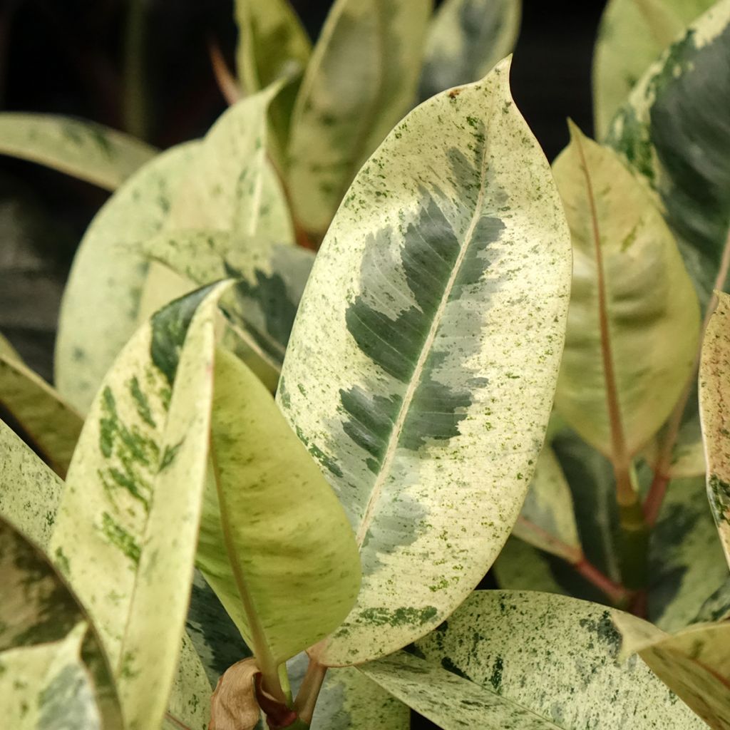 Ficus Shivereana - Ficus elástica