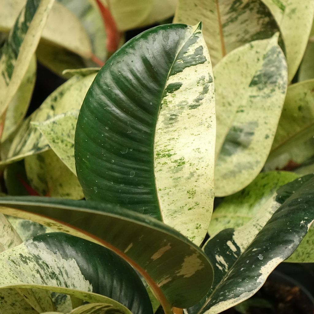 Ficus Shivereana - Ficus elástica
