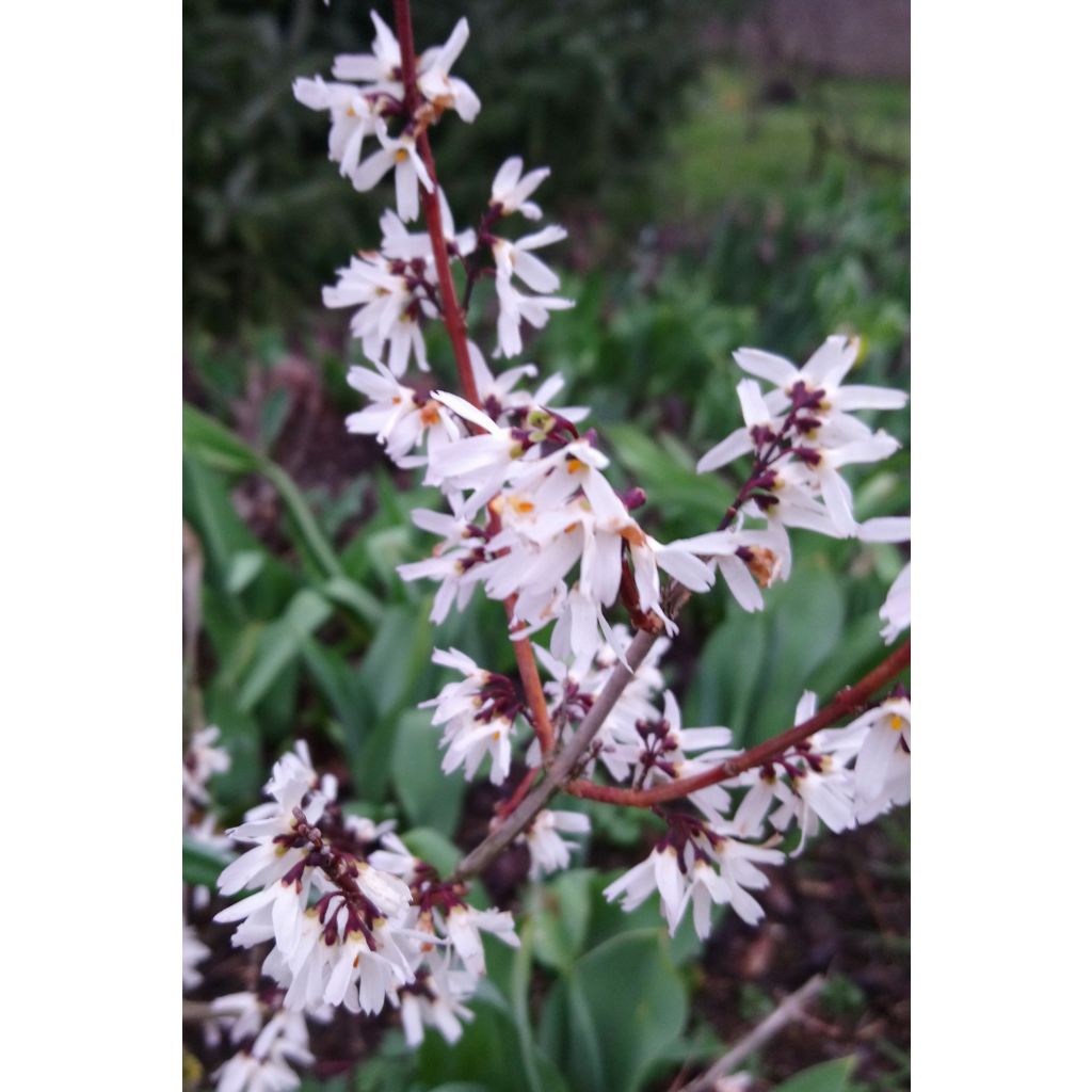 Abeliophyllum distichum - Forsitia blanca