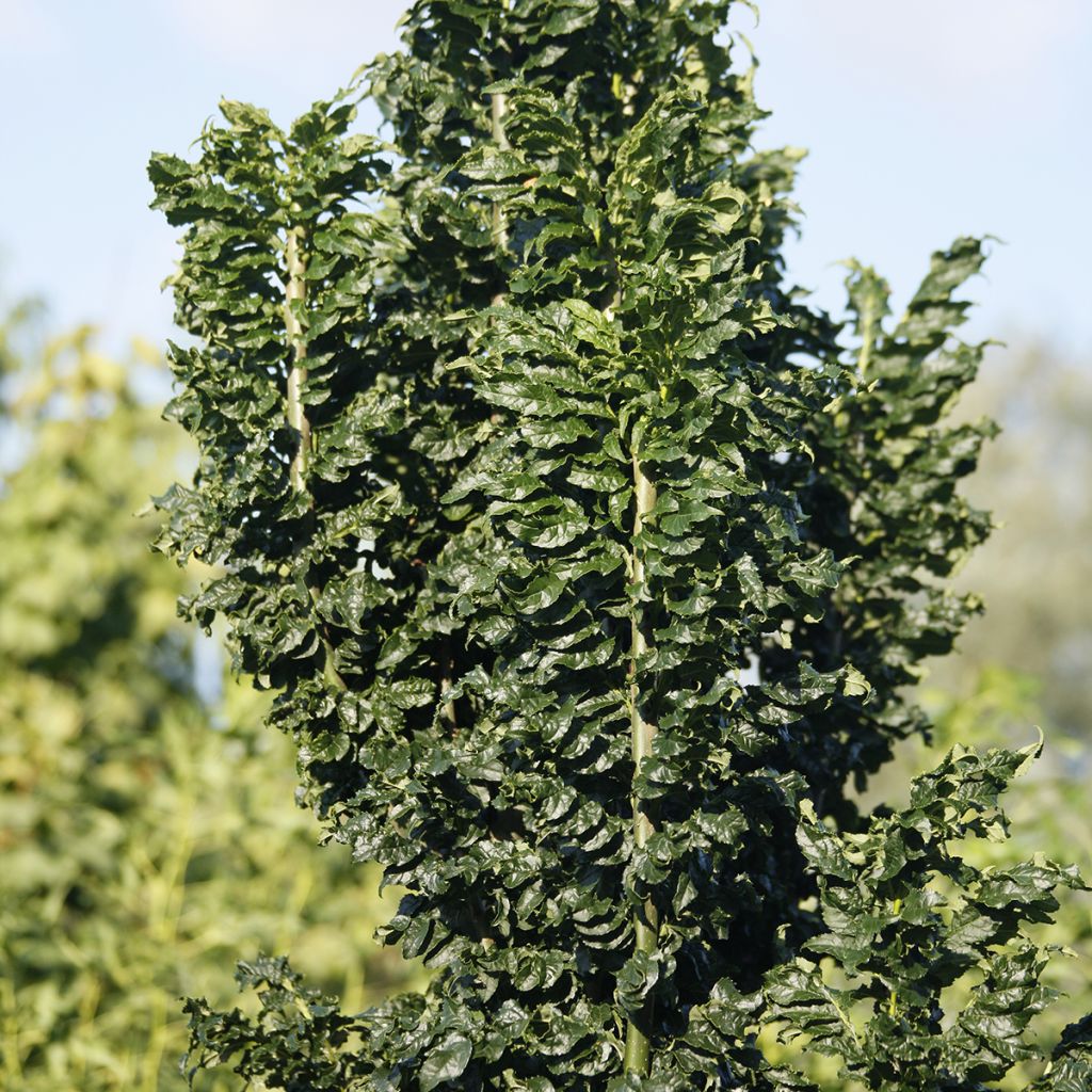 Fraxinus excelsior Crispa - Fresno norteño