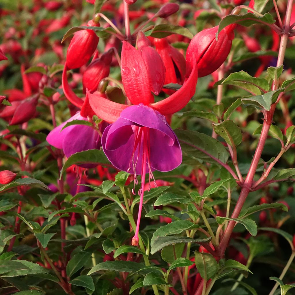 Fucsia Bella Sacha