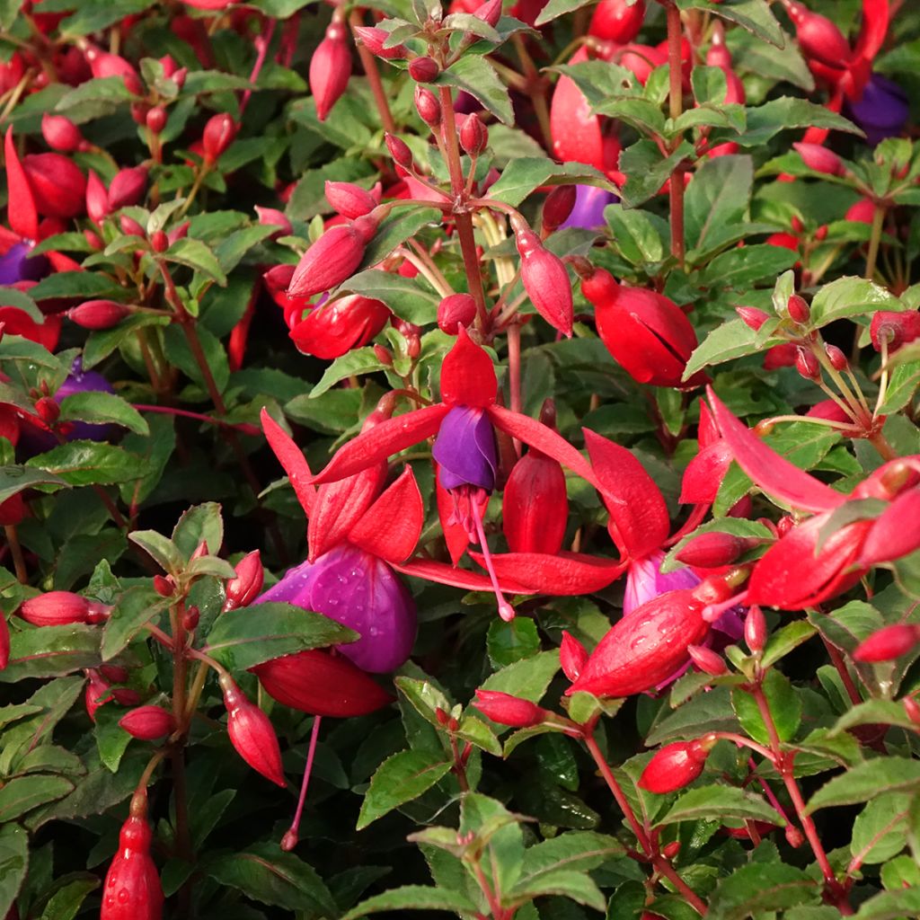 Fucsia Bella Sacha