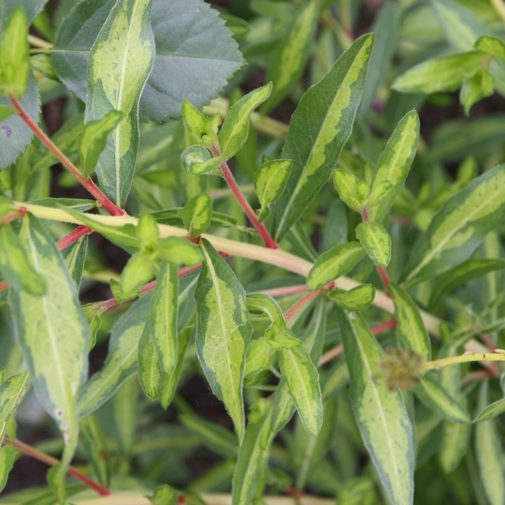 Gaura lindheimeri Corrie s Gold