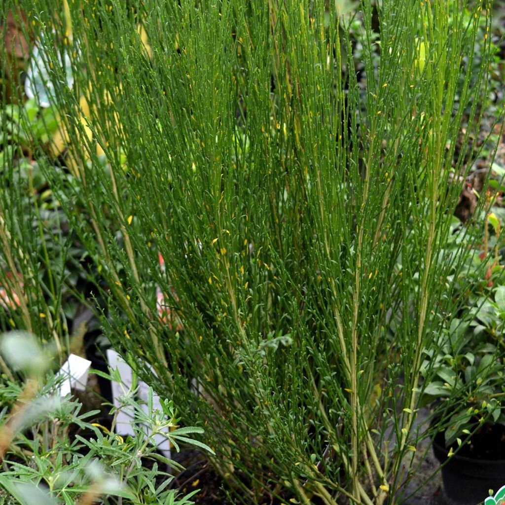 Retama negra Ruby - Cytisus scoparius