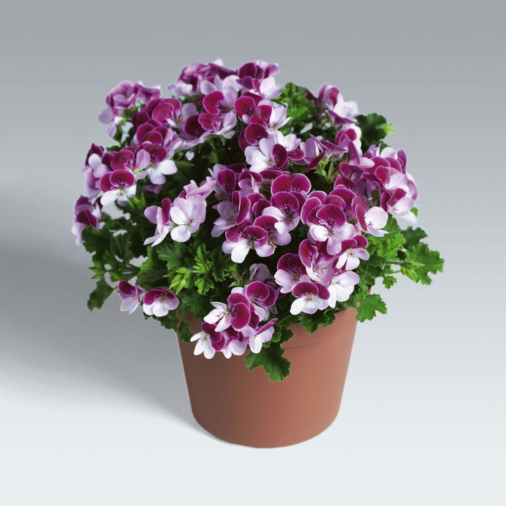 Geranio Angel Eyes Bicolor Purple White- Pelargonium