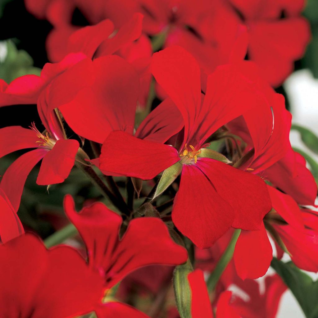 Geranio Rainbow Red - Gitanilla