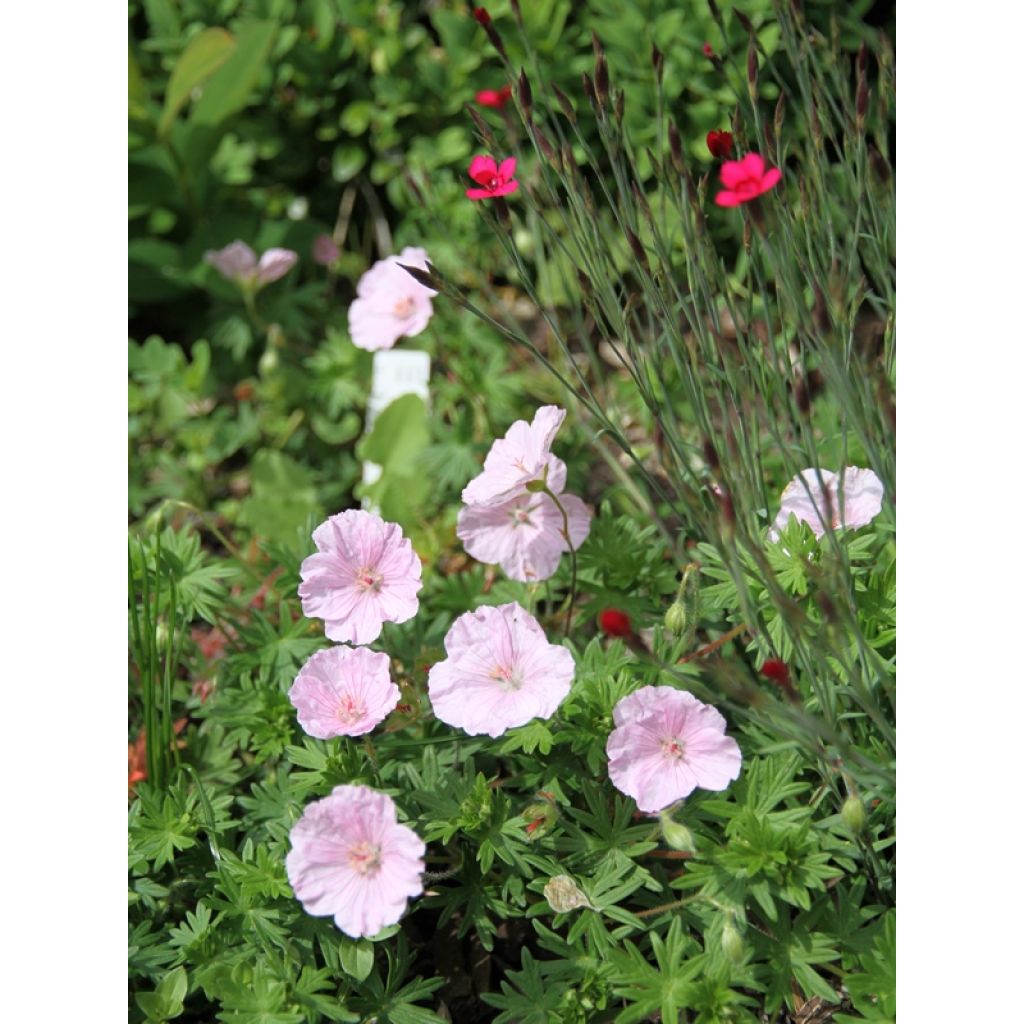 Geranio de sangre var. striatum - Geranium sanguineum