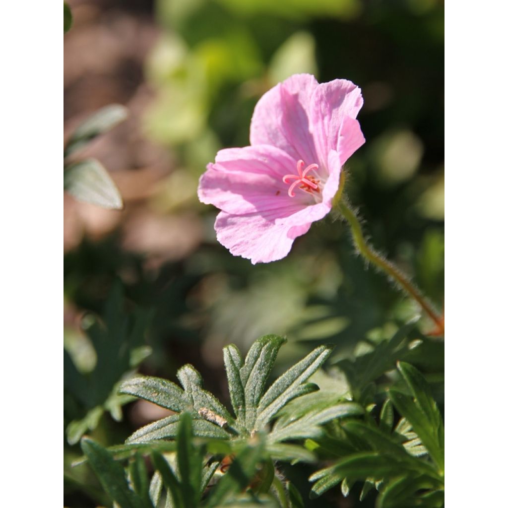 Geranio de sangre var. striatum - Geranium sanguineum