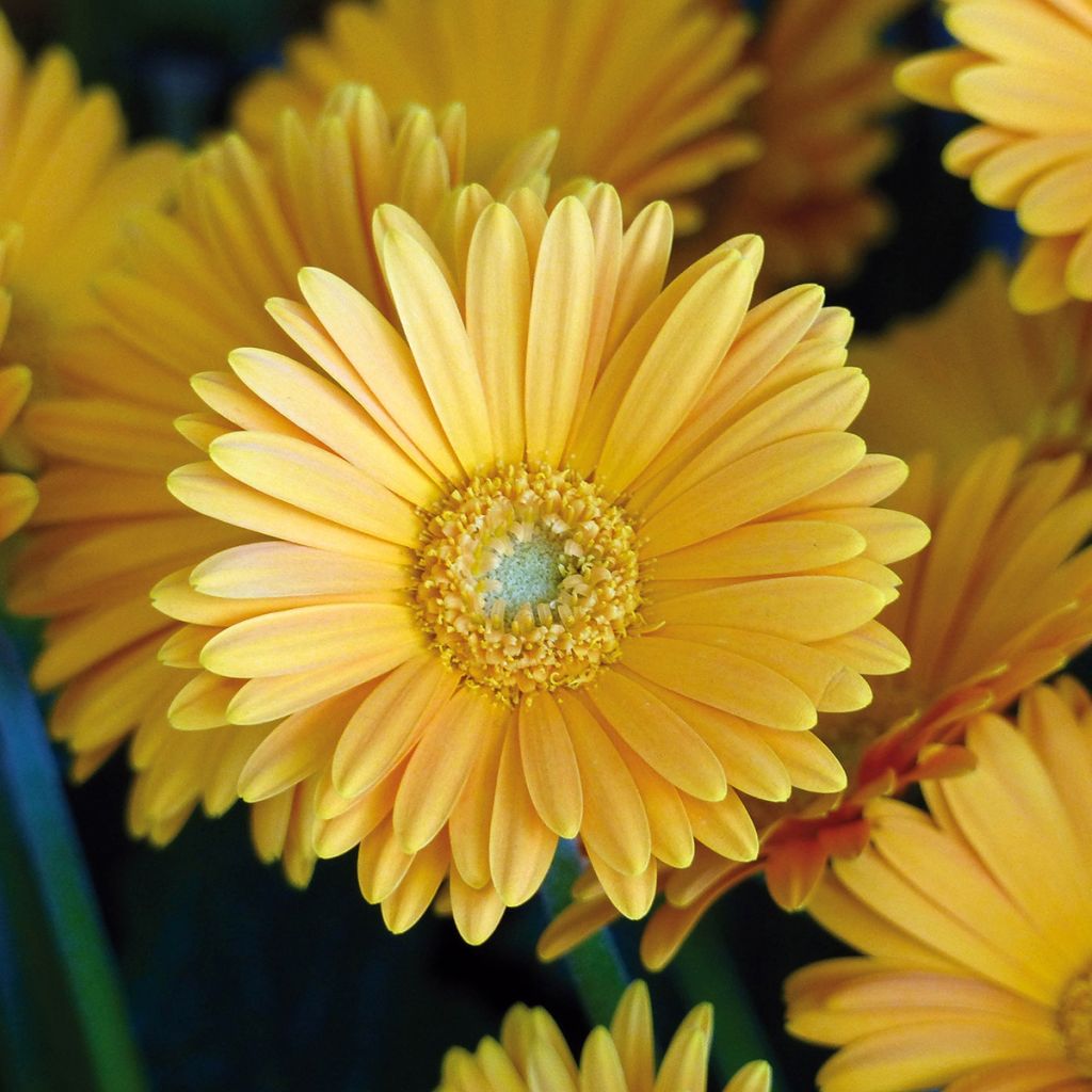 Gerbera Garvinea ® Sweet Sweet Love