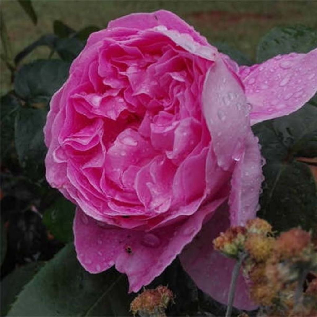 Rosal Young Lycidas