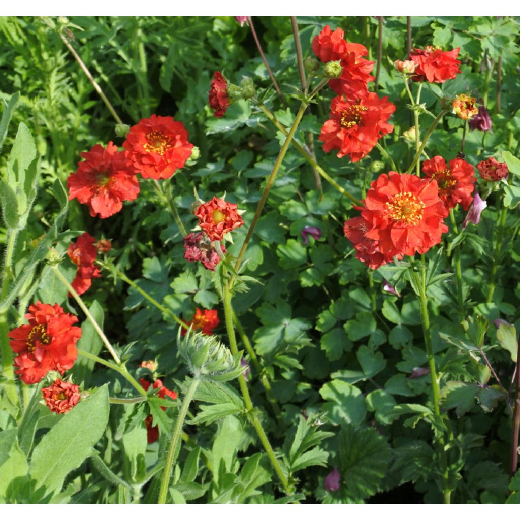 Geum chiloense Mrs Bradshaw - Hierba del Clavo