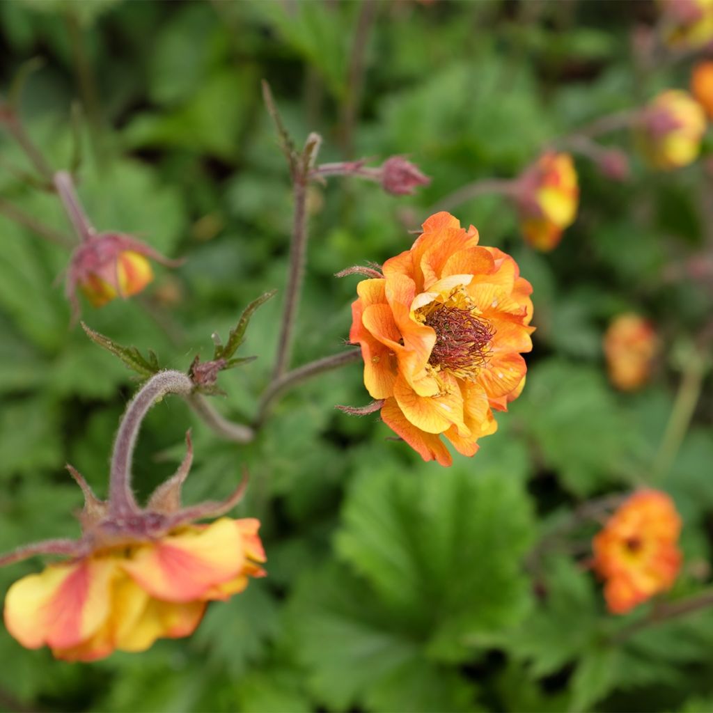 Geum Tutti Frutti - Hierba de San Benito