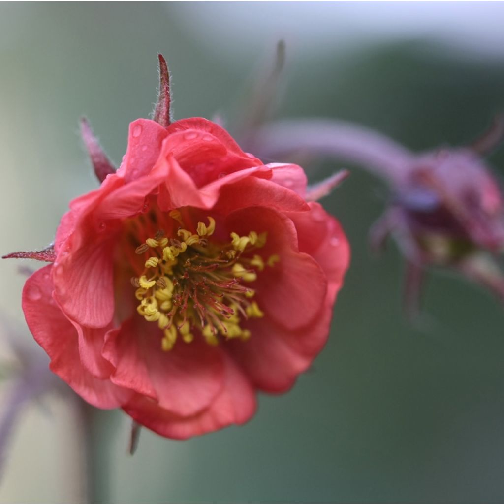 Geum Flames of Passion - Hierba de San Benito