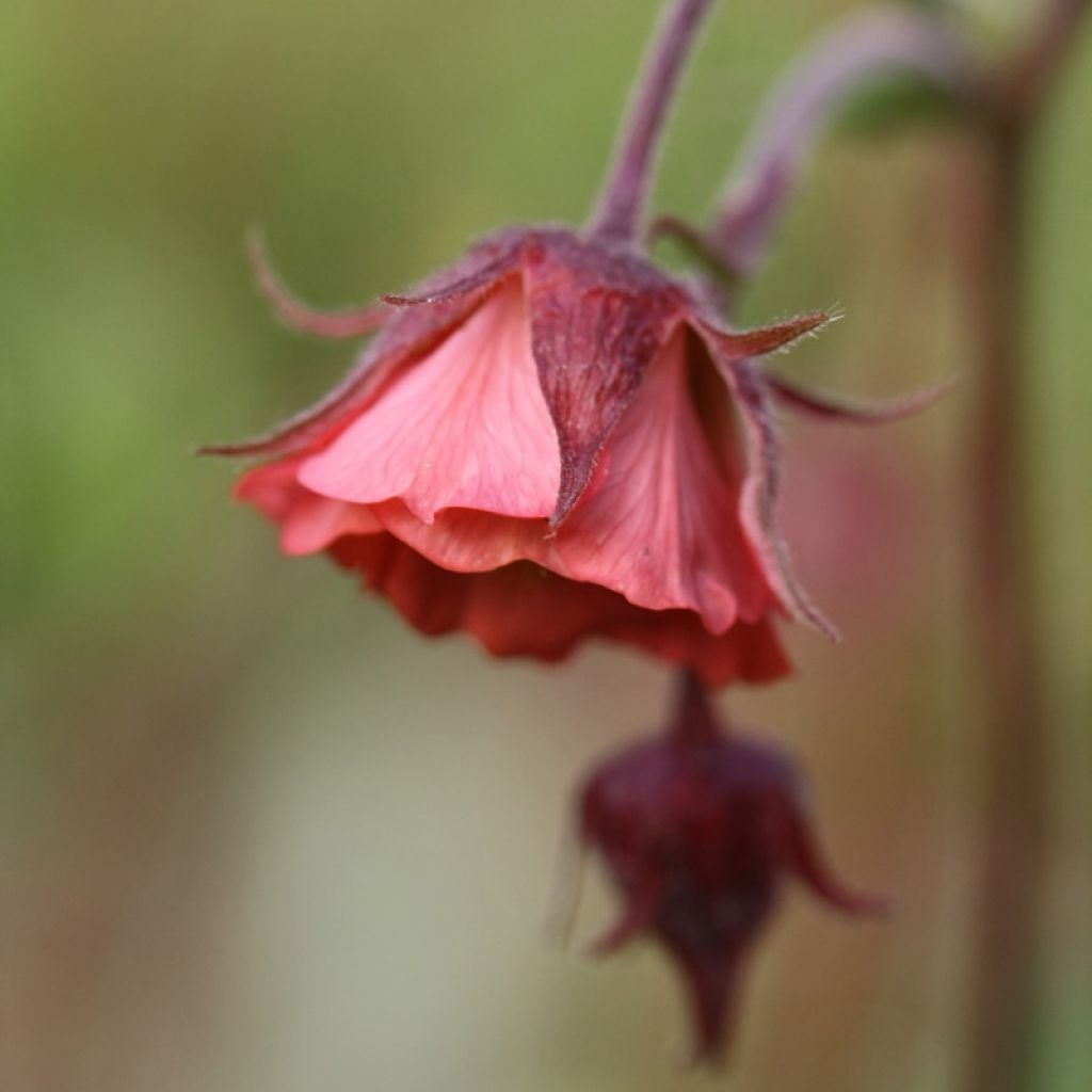 Geum rivale Leonard's Variety - Hierba de San Benito