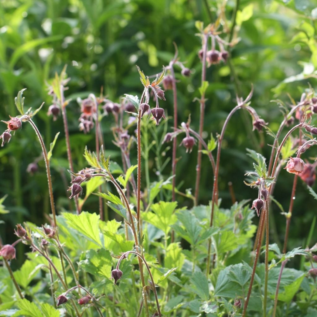 Geum rivale Leonard's Variety - Hierba de San Benito