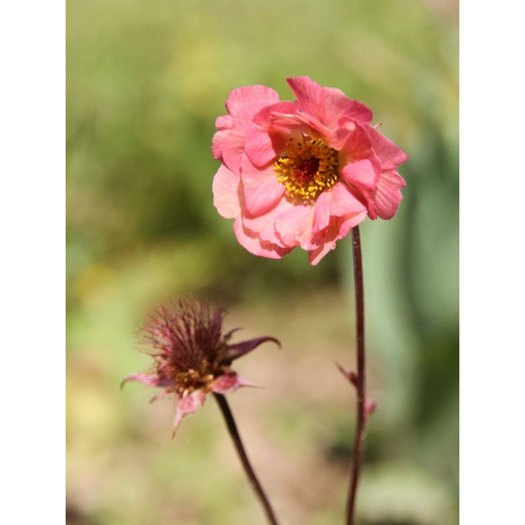 Geum rivale Mai tai - Hierba de San Benito
