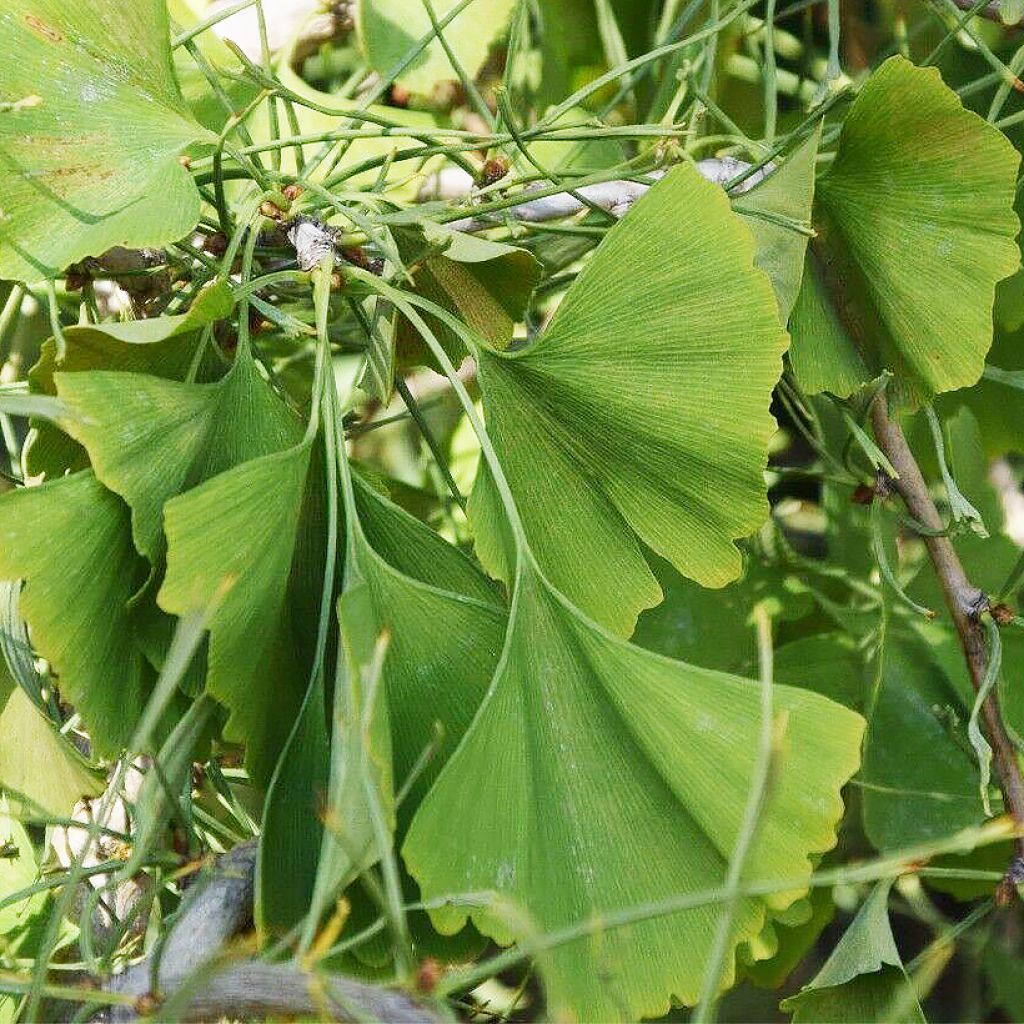 Ginkgo biloba Mutant Weeper - Árbol sagrado