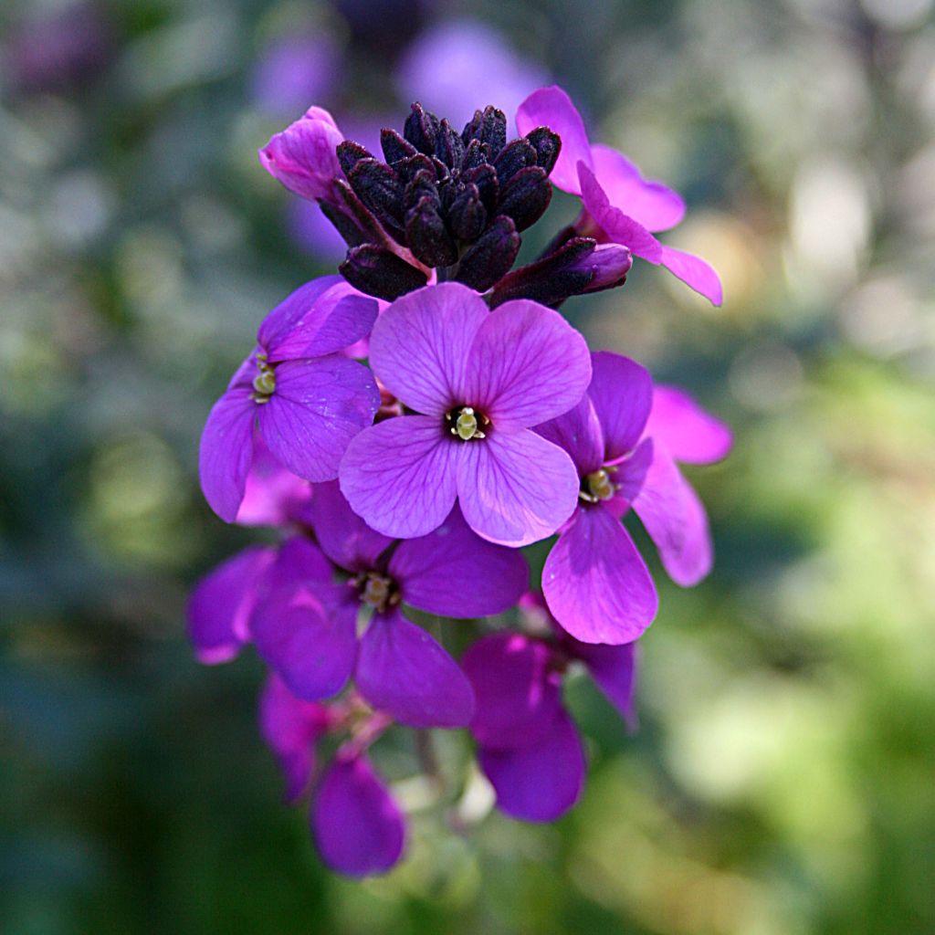 Erysimum Bowles Mauve - Alhelí