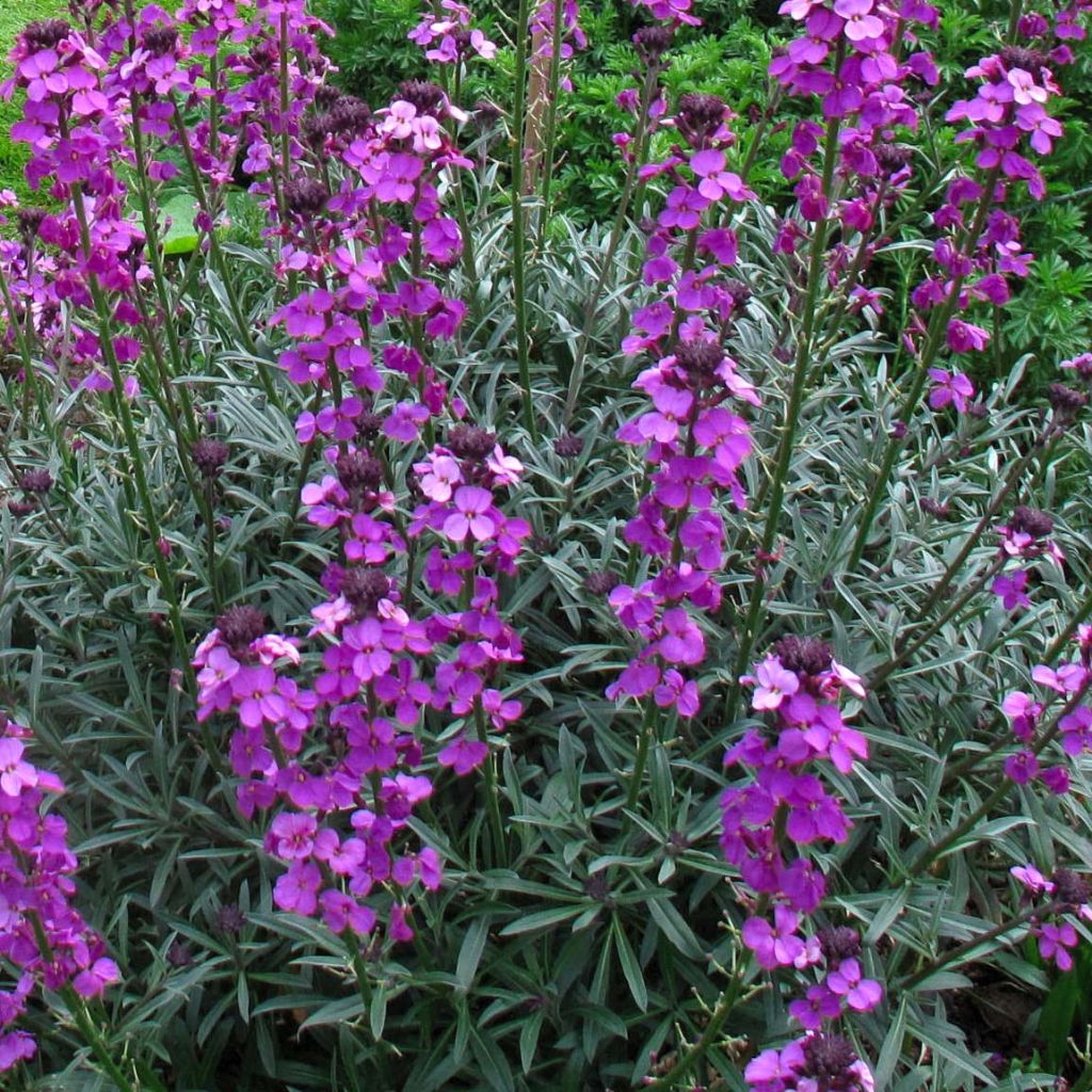 Erysimum Bowles Mauve - Alhelí