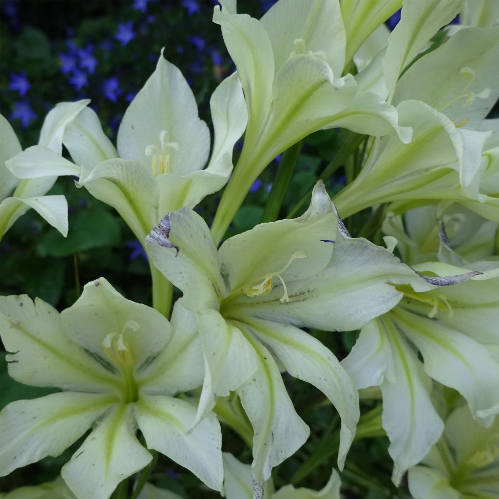 Gladiolo tristis var. concolor