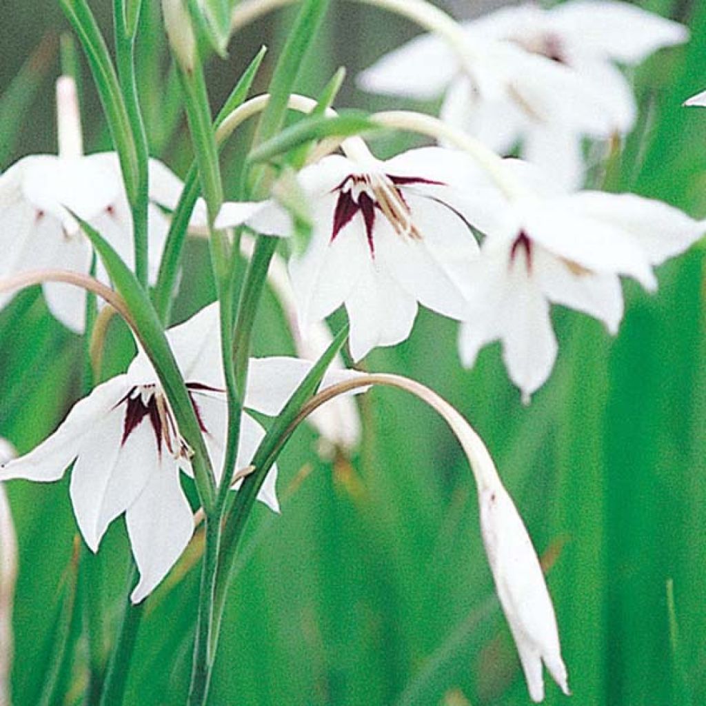 Gladiolo de Abisinia - Gladiolo callianthus