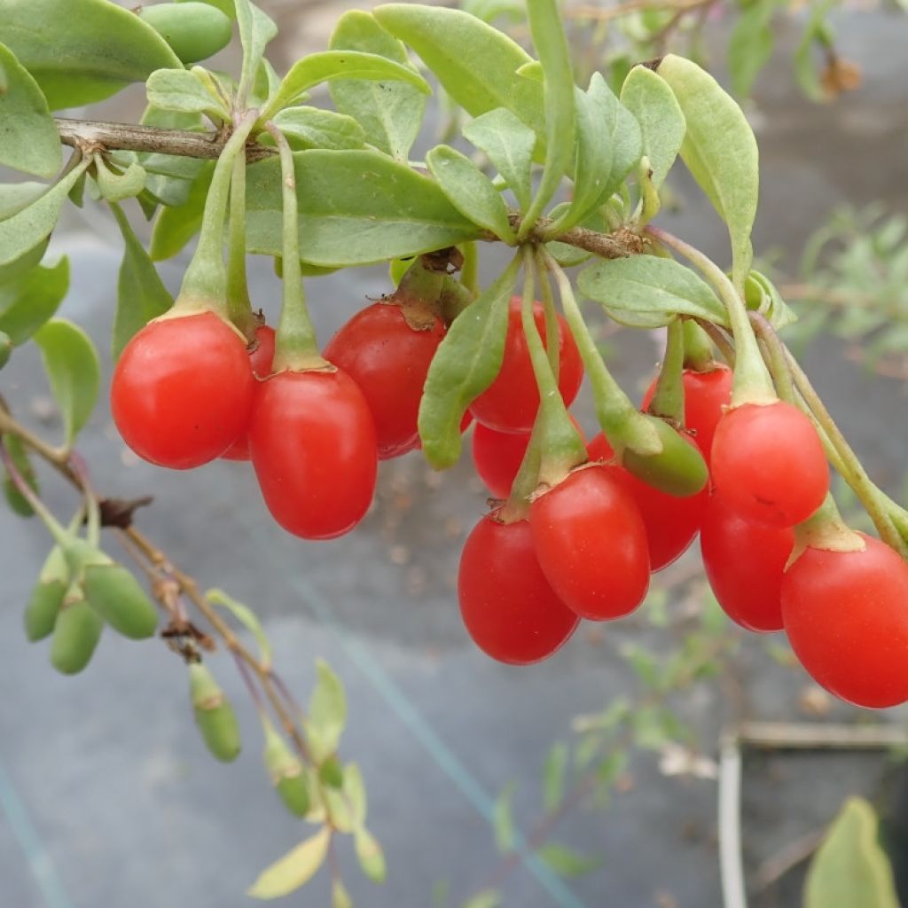 Goji Gojidelys