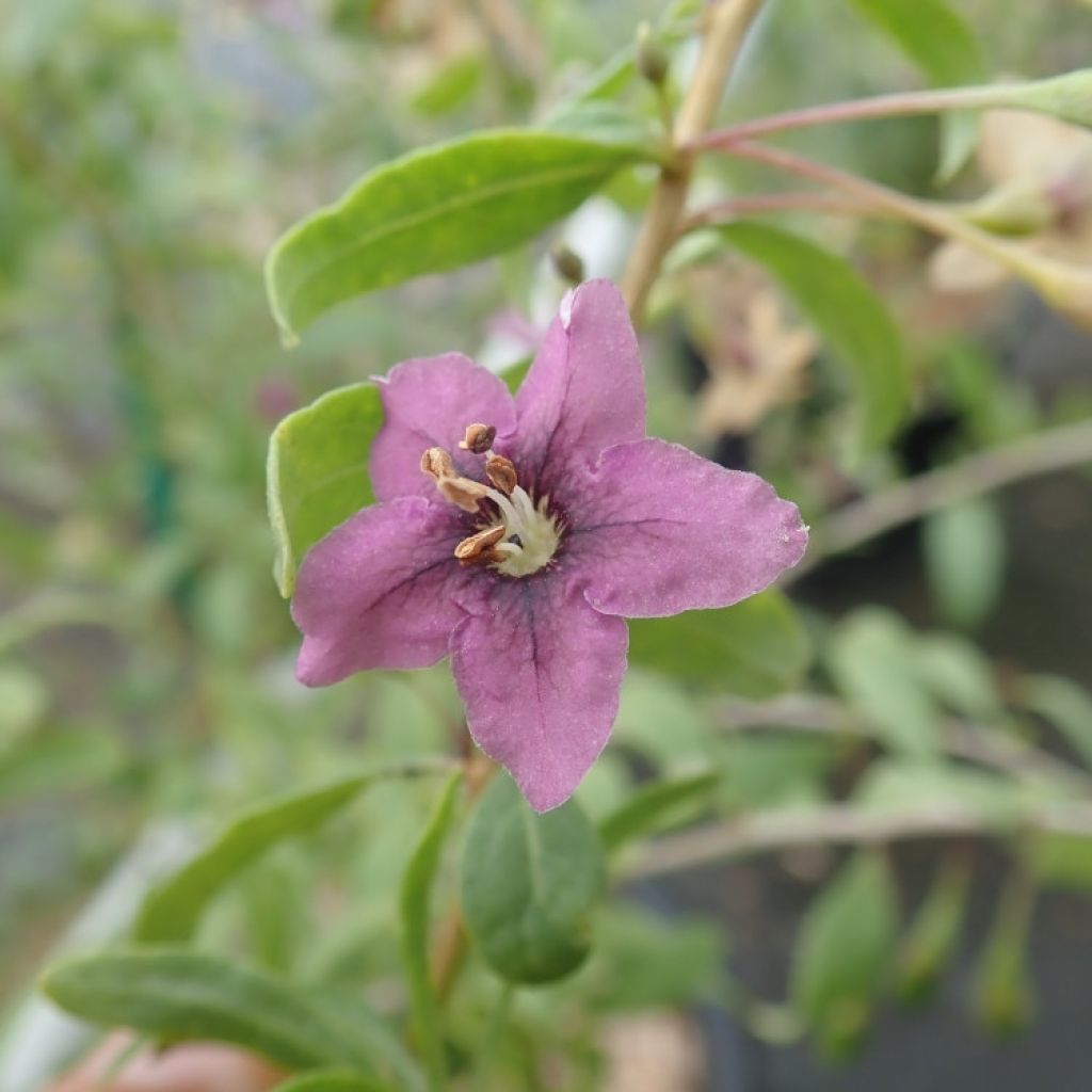 Goji Gojidelys