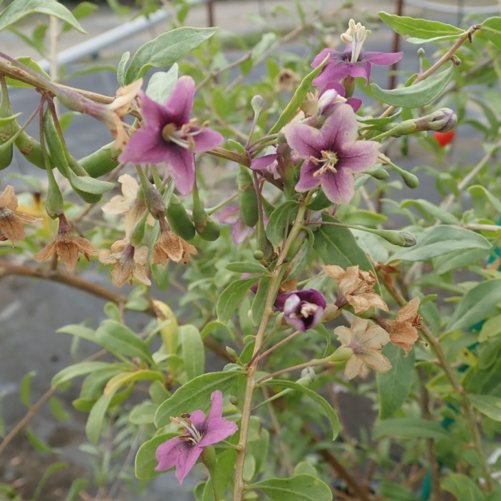 Goji Gojidelys