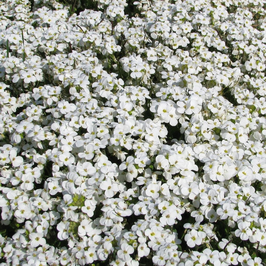 Arabis caucasica Snowball (semillas)