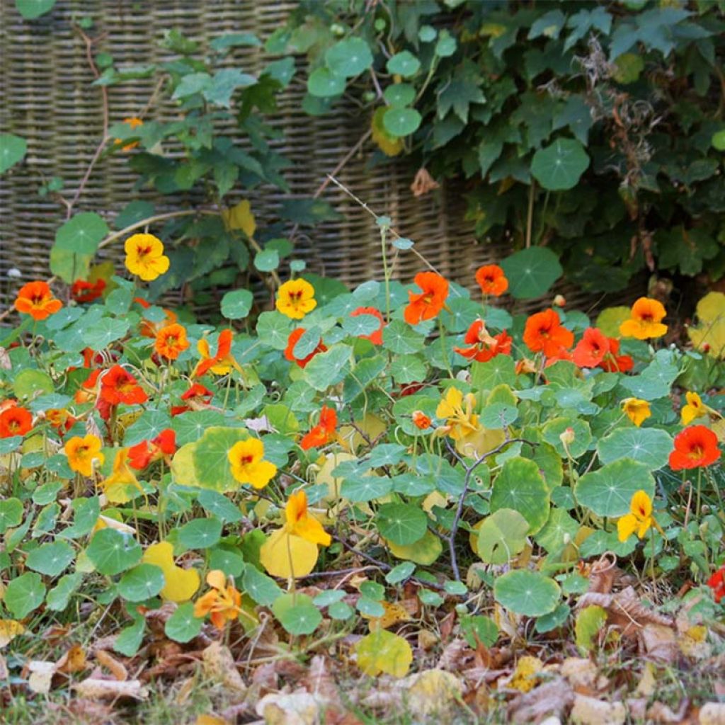Capuchina enana Tom Thumb Mix