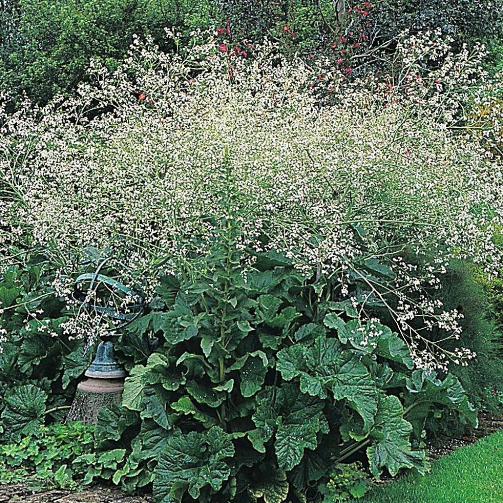 Crambe cordifolia (semillas)