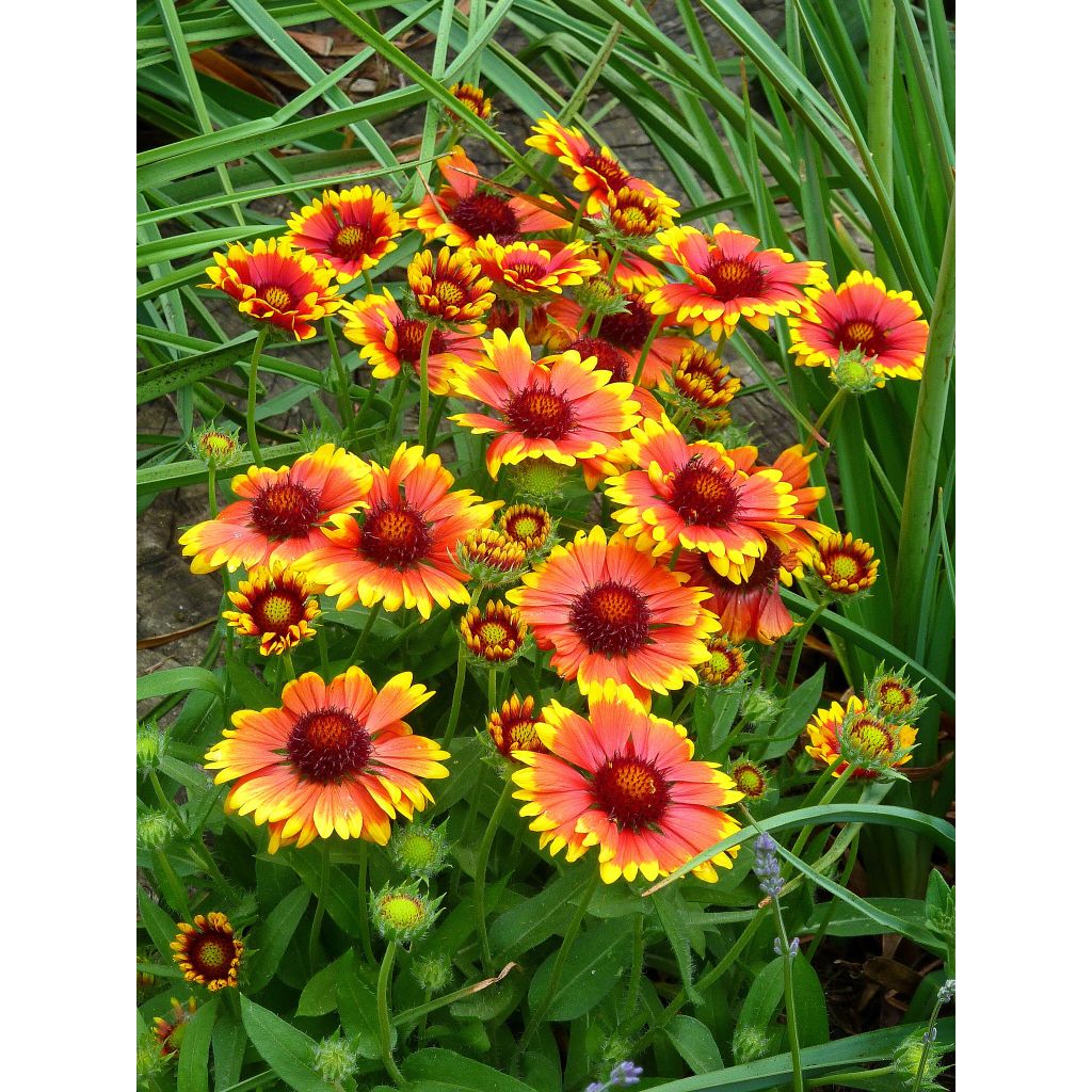 Gaillardia aristata Arizona Sun