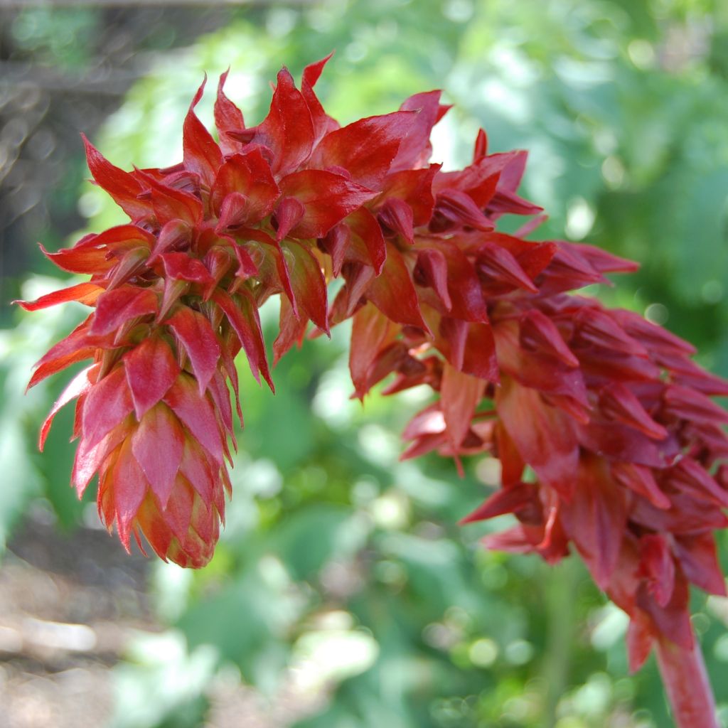 Melianthus major (semillas) - Melero
