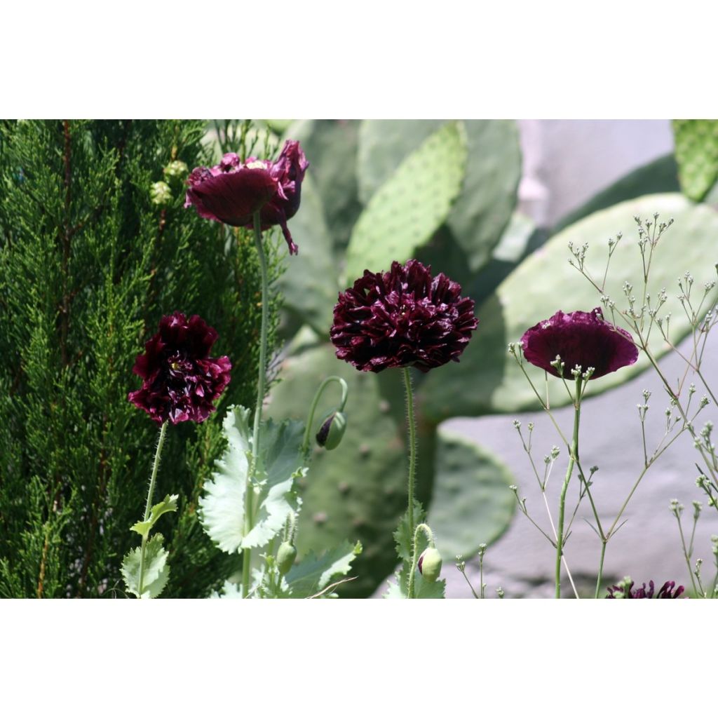 Adormidera Black Peony - Papaver somniferum