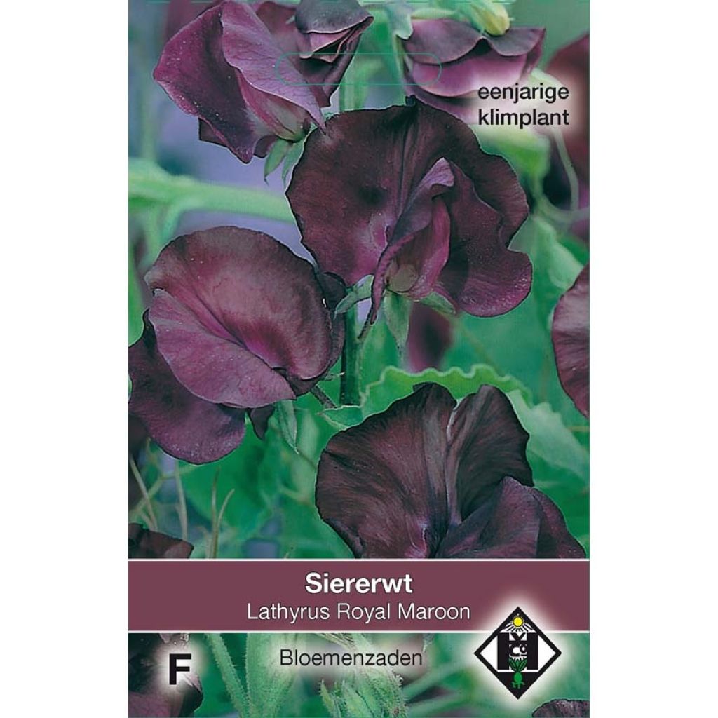 Guisante de olor Royal Maroon - Lathyrus odoratus