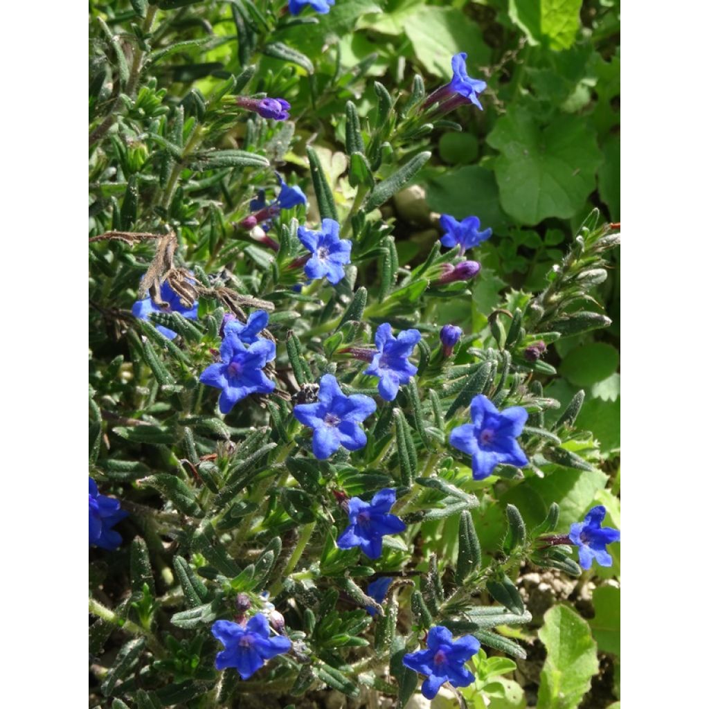 Carrasquilla azul - Lithodora diffusa Heavenly Blue