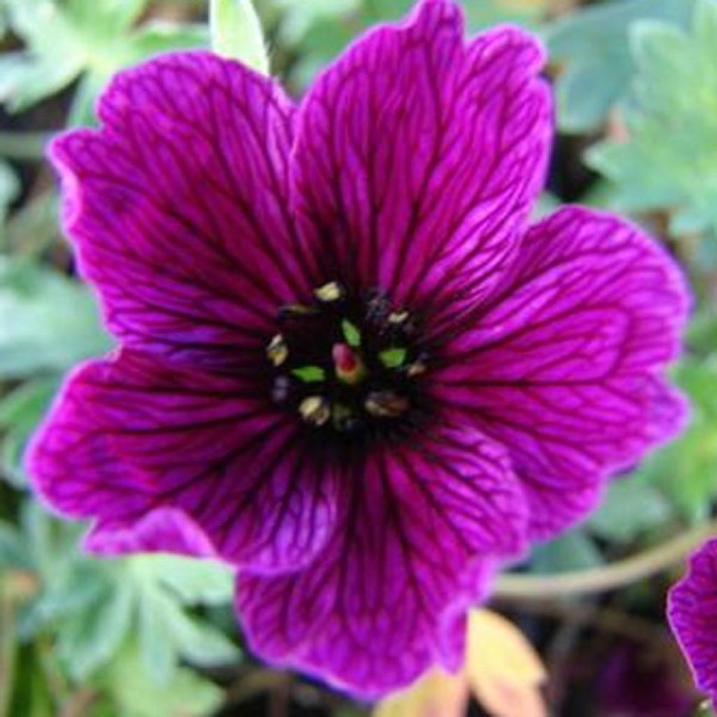 Geranium cinereum Purple Pillow - Geranio vivaz