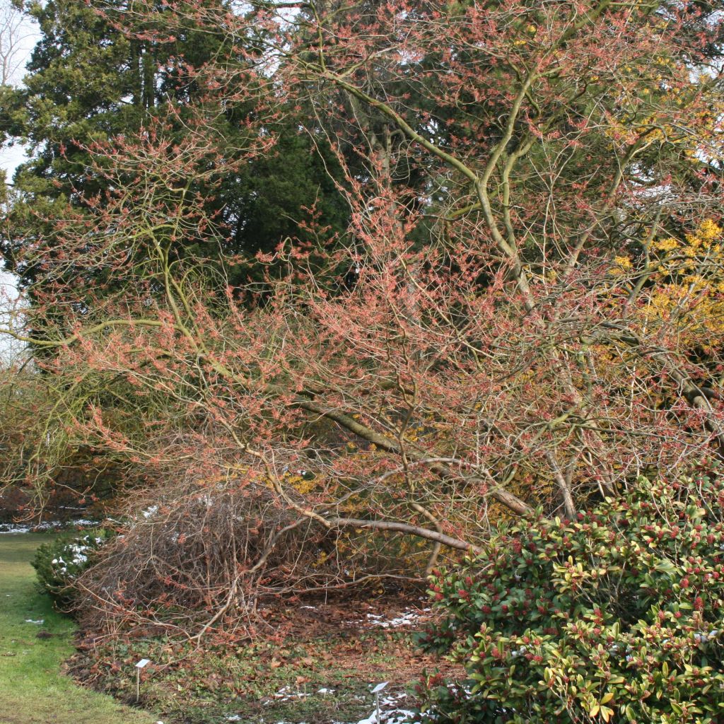 Hamamelis intermedia Ruby Glow